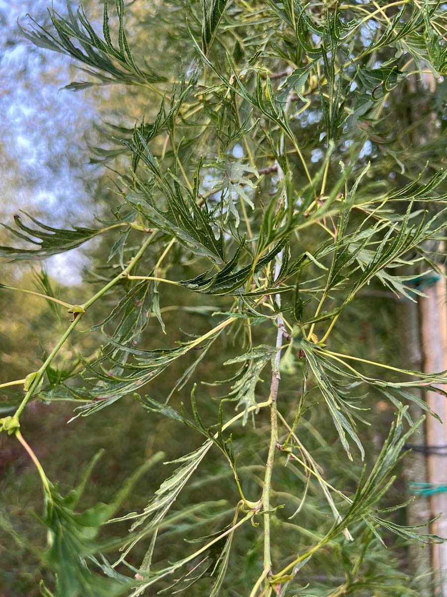 Alnus glutinosa 'Imperialis' meerstammig / struik blad