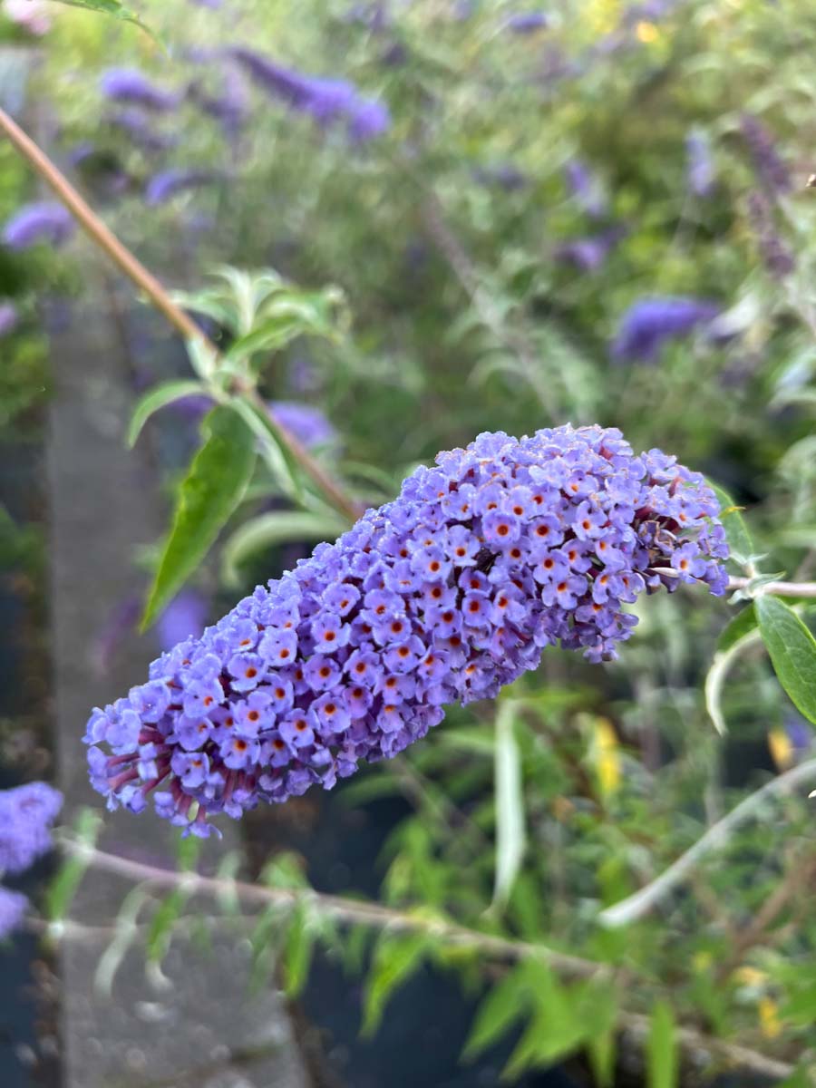 Buddleja davidii 'Nanho Blue' meerstammig / struik bloem