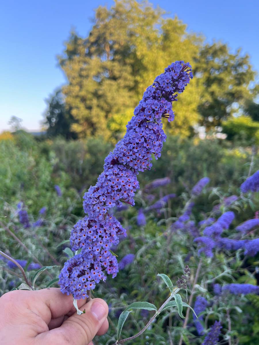 Buddleja davidii 'Nanho Blue' meerstammig / struik bloem