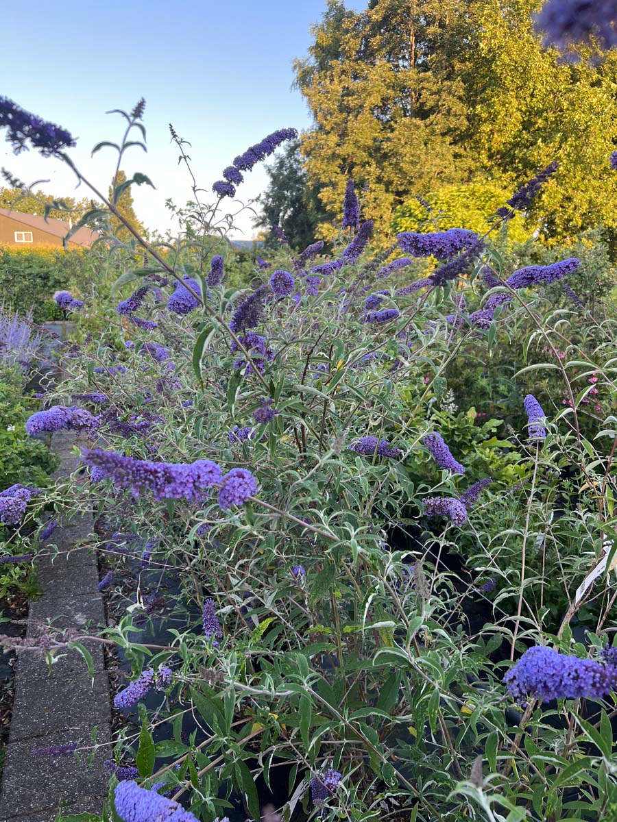 Buddleja davidii 'Nanho Blue' Tuinplanten bloesem