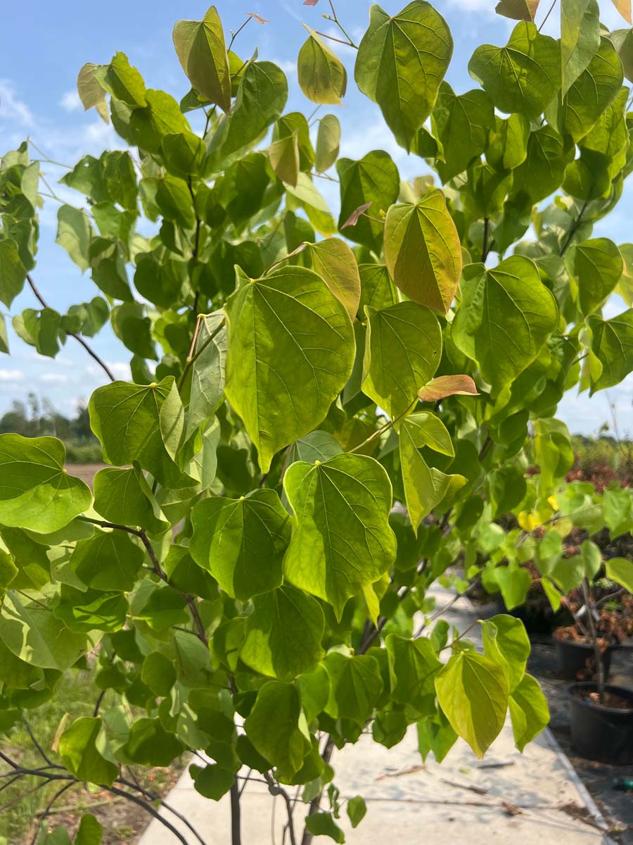 Cercis canadensis haagplant bladeren