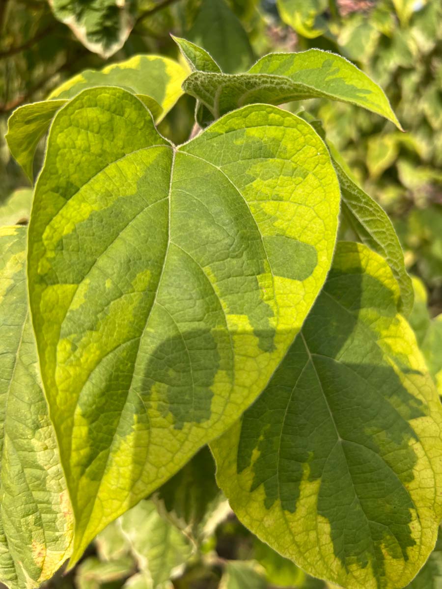 Clerodendrum trichotomum 'Variegatum' Tuinplanten blad