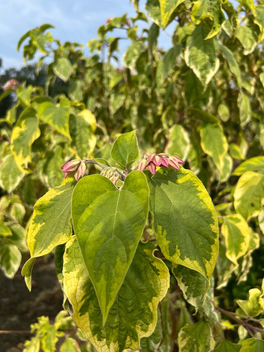Clerodendrum trichotomum 'Variegatum' meerstammig / struik bladeren