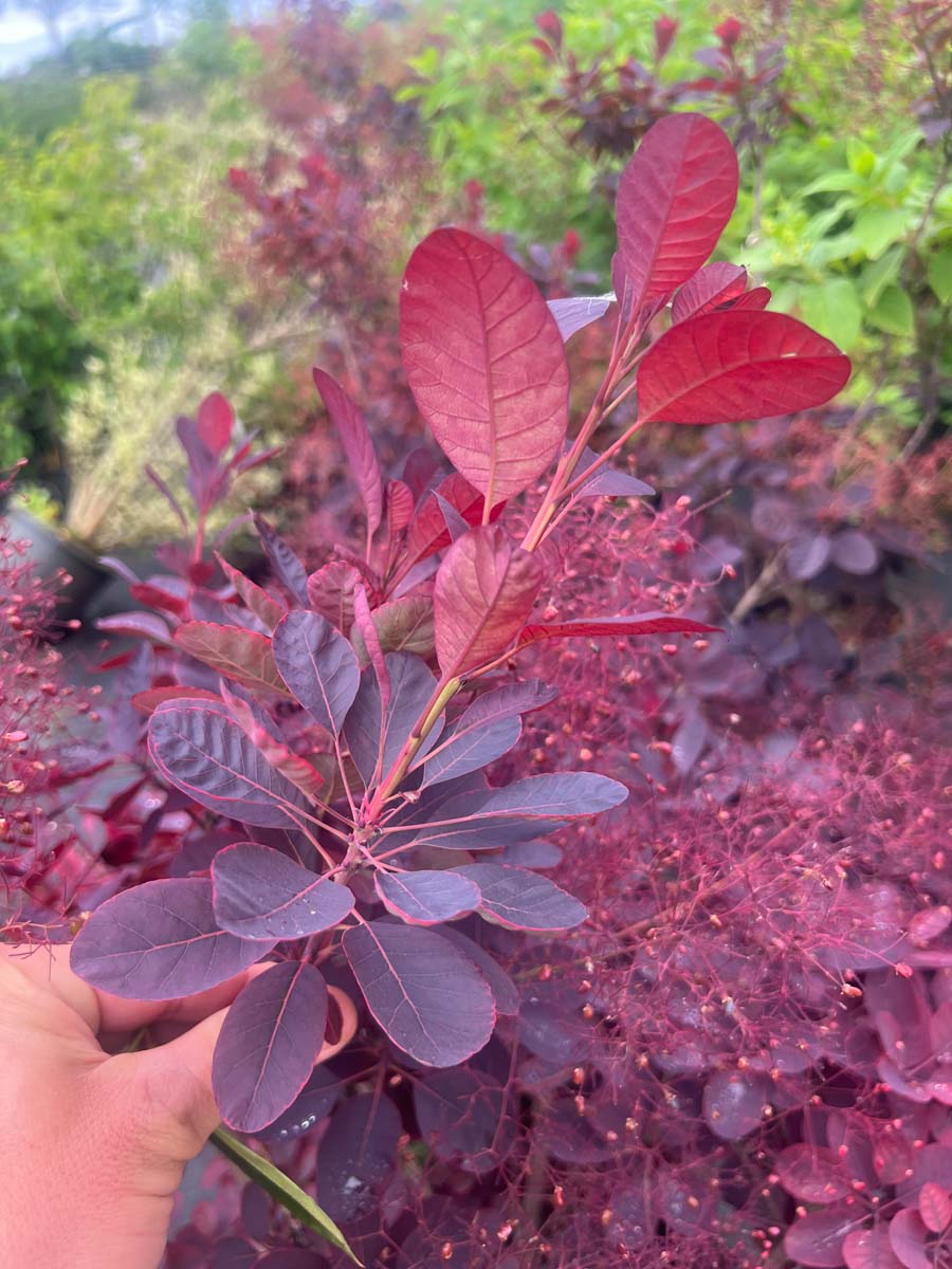 Cotinus coggygria 'Royal Purple' solitair bloem