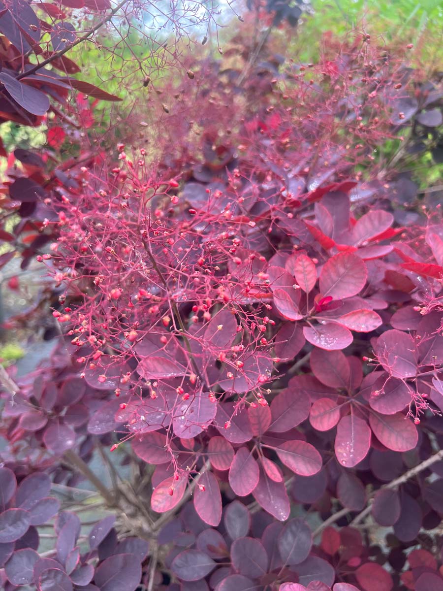 Cotinus coggygria 'Royal Purple' meerstammig / struik bloesem
