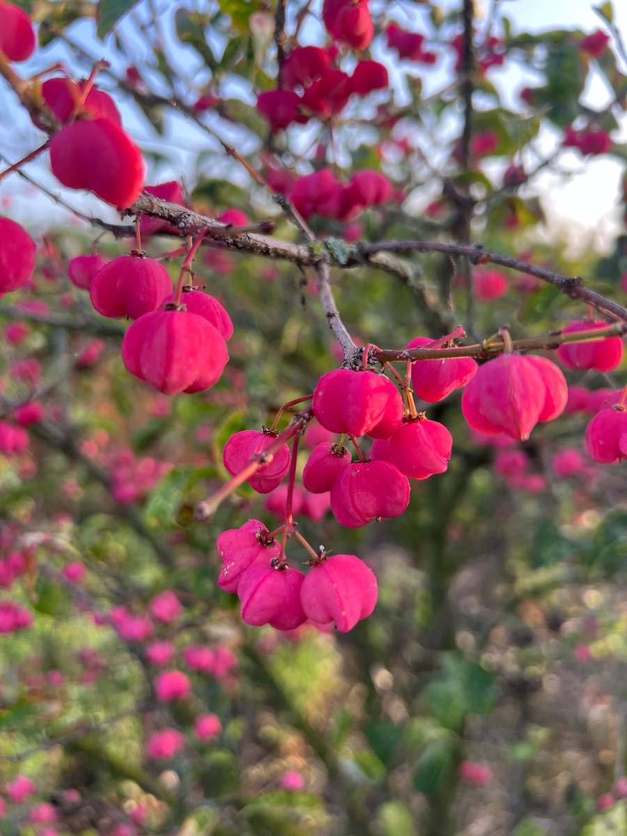 Euonymus phellomanus meerstammig / struik bloem