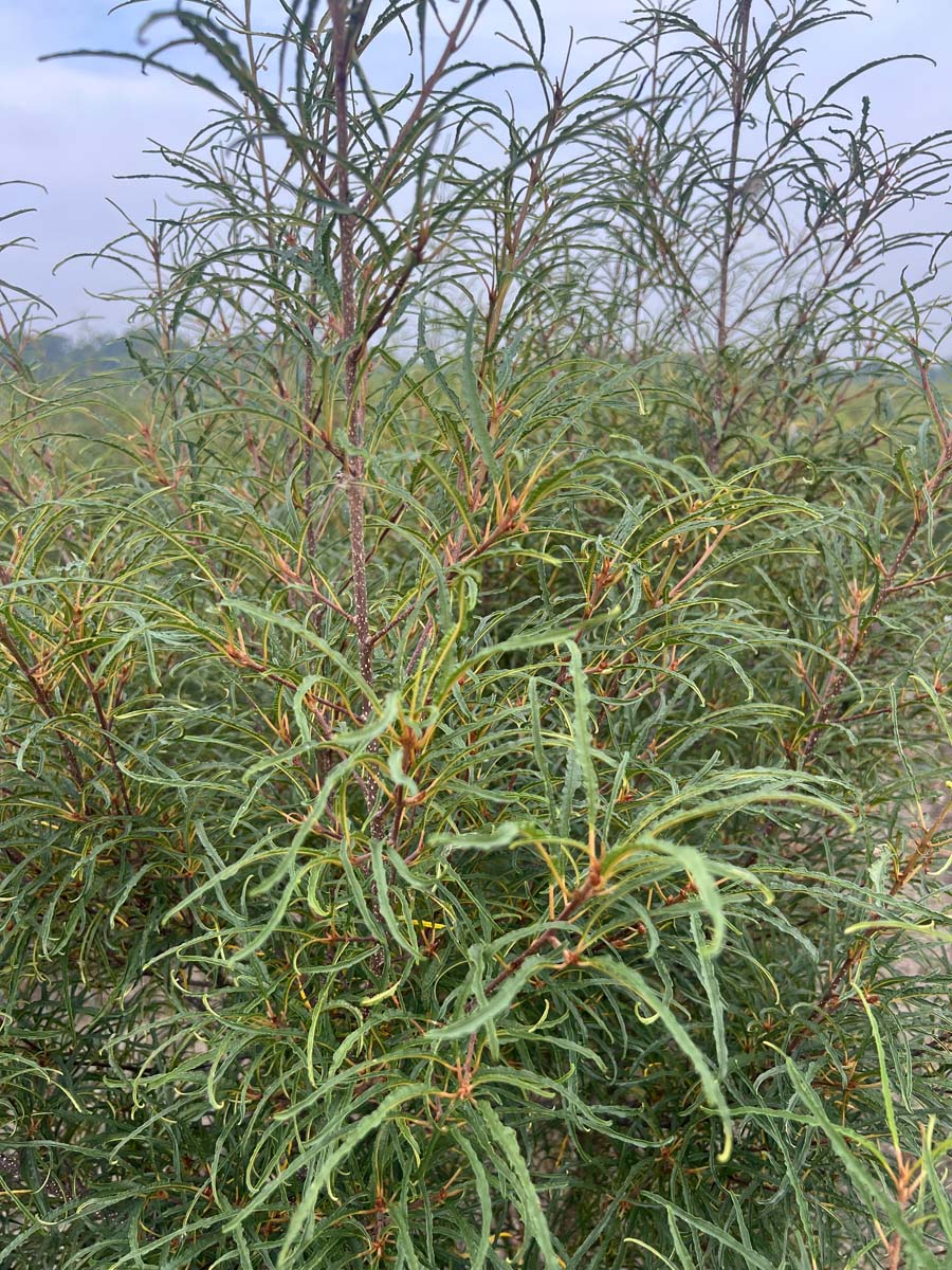 Frangula alnus 'Aspleniifolia' meerstammig / struik bladeren