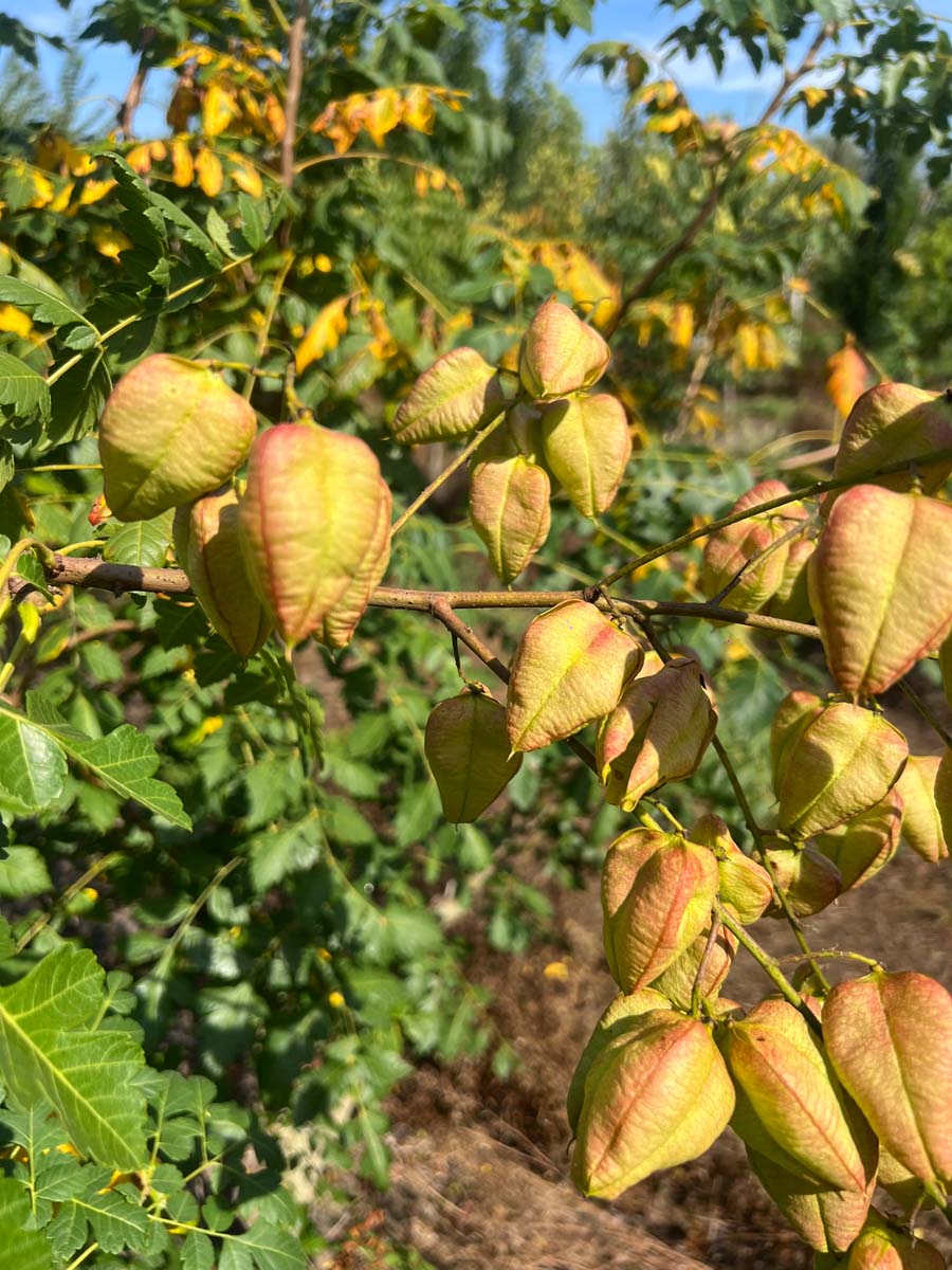 Koelreuteria paniculata solitair zaaddoos