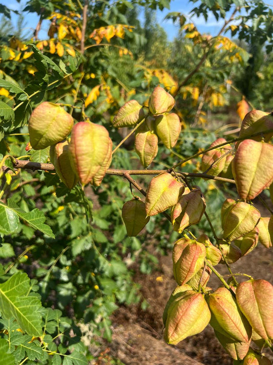 Koelreuteria paniculata Tuinplanten zaaddoos