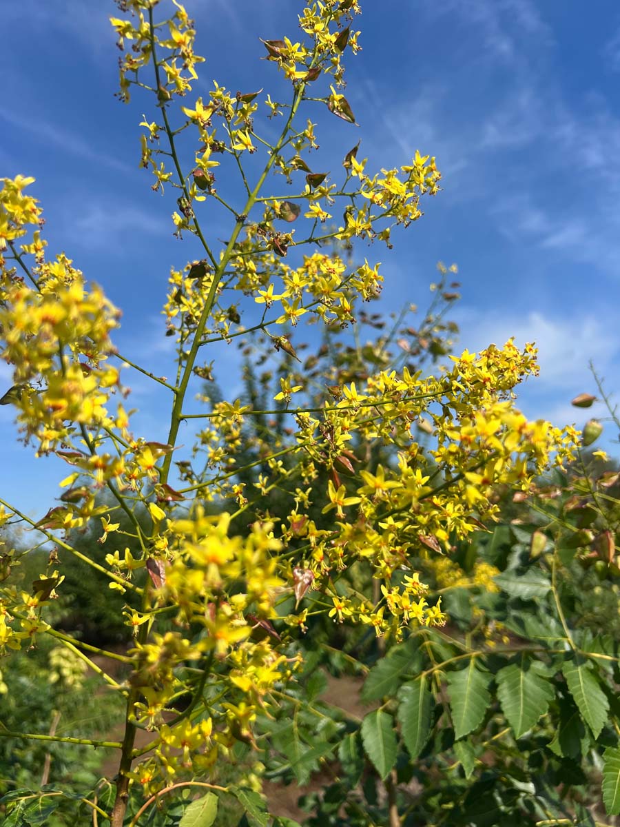Koelreuteria paniculata op stam bloesem