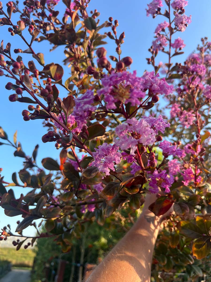 Lagerstroemia indica Tuinplanten bloesem