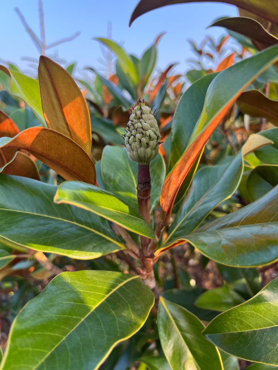Magnolia grandiflora 'Galissonnière' Tuinplanten zaaddoos