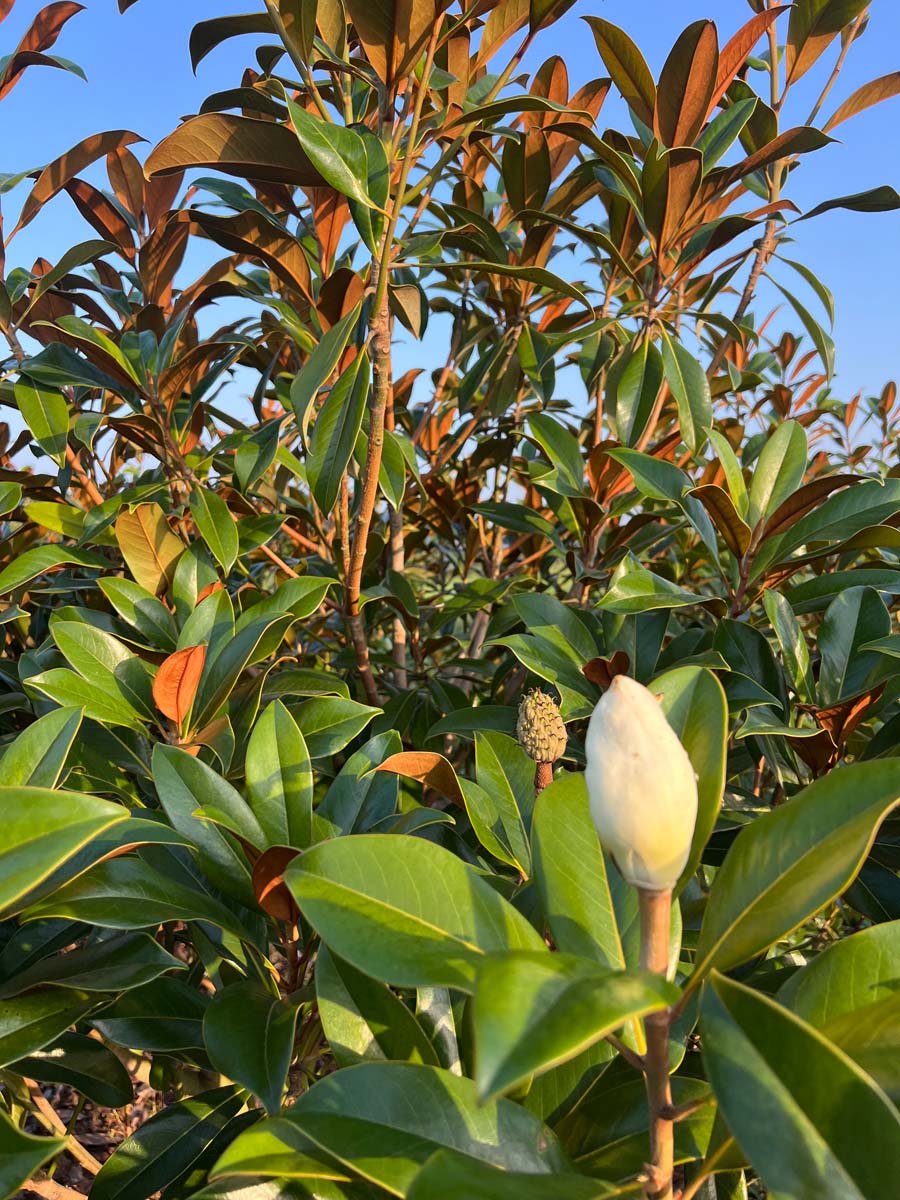 Magnolia grandiflora 'Galissonnière' Tuinplanten bladeren