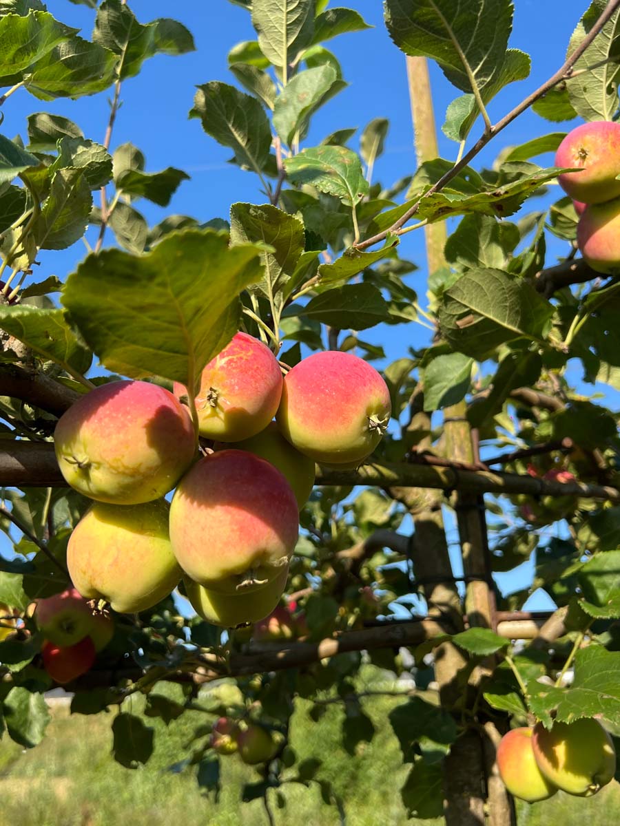 Malus baccata 'Akso' leiboom appel