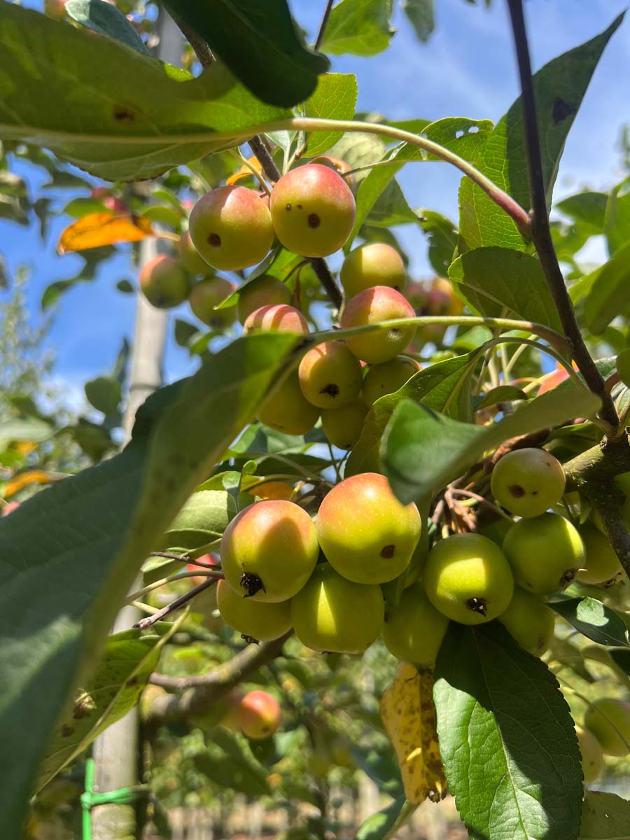 Malus 'Gorgeous' op stam appel