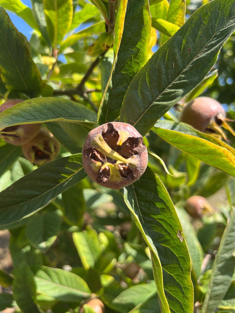 Mespilus germanica op stam vrucht
