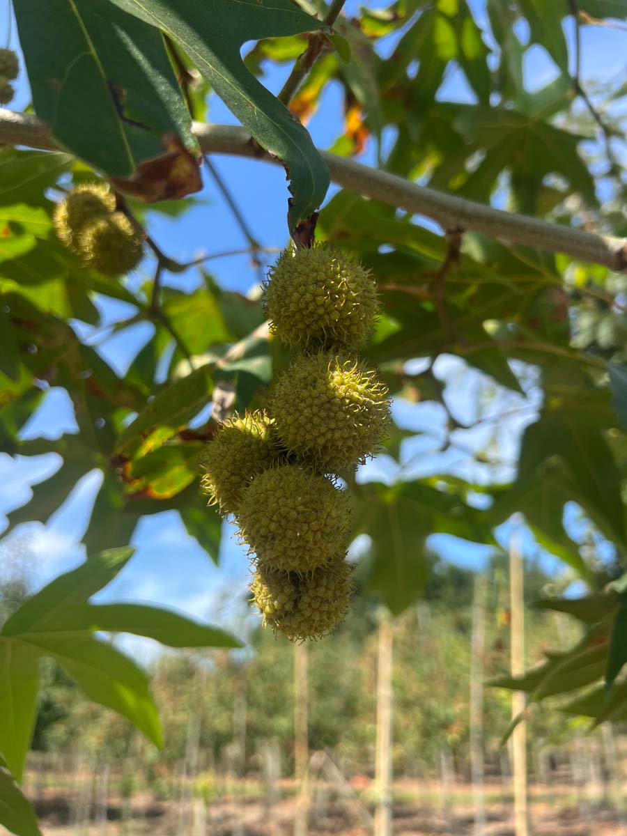 Platanus orientalis 'Minaret' solitair vrucht