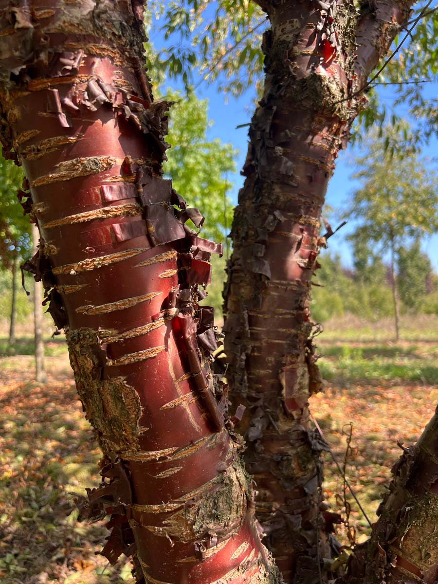 Prunus serrula meerstammig / struik stam