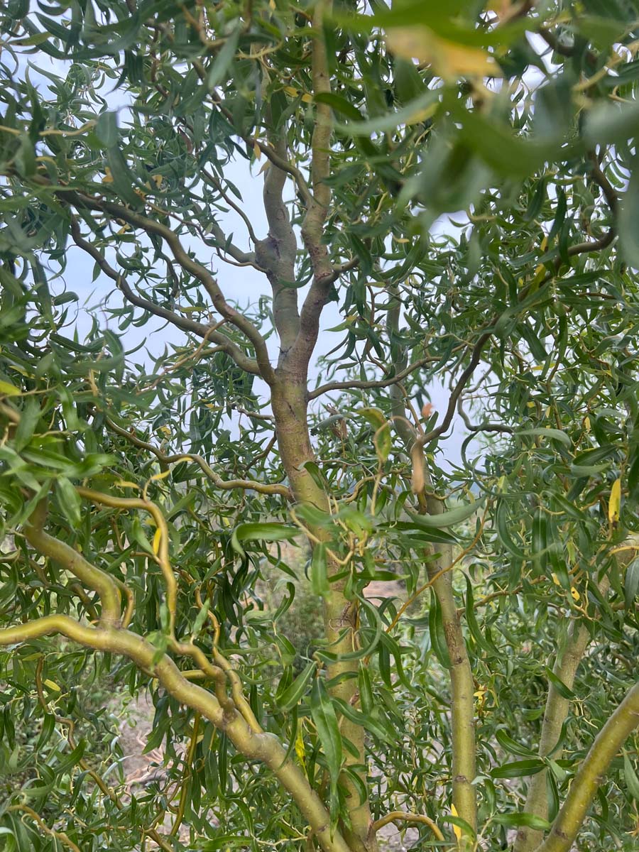 Salix 'Caradoc' meerstammig / struik stam