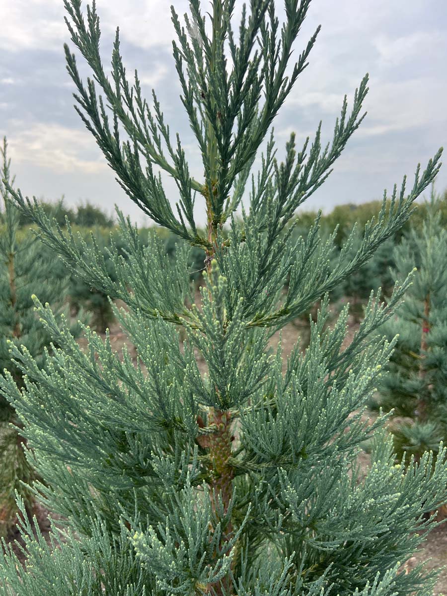 Sequoiadendron giganteum 'Glaucum' haagplant stam