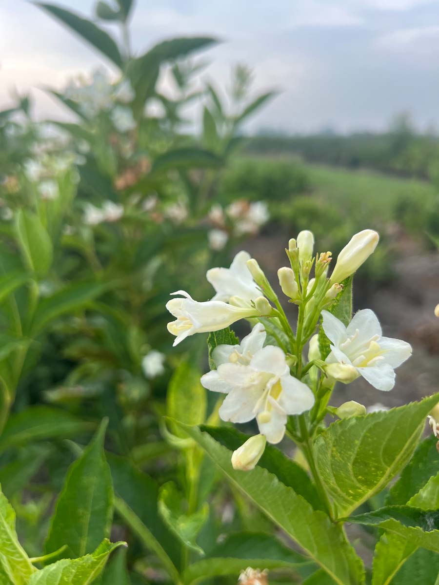 Weigela 'Candida' Tuinplanten bloem