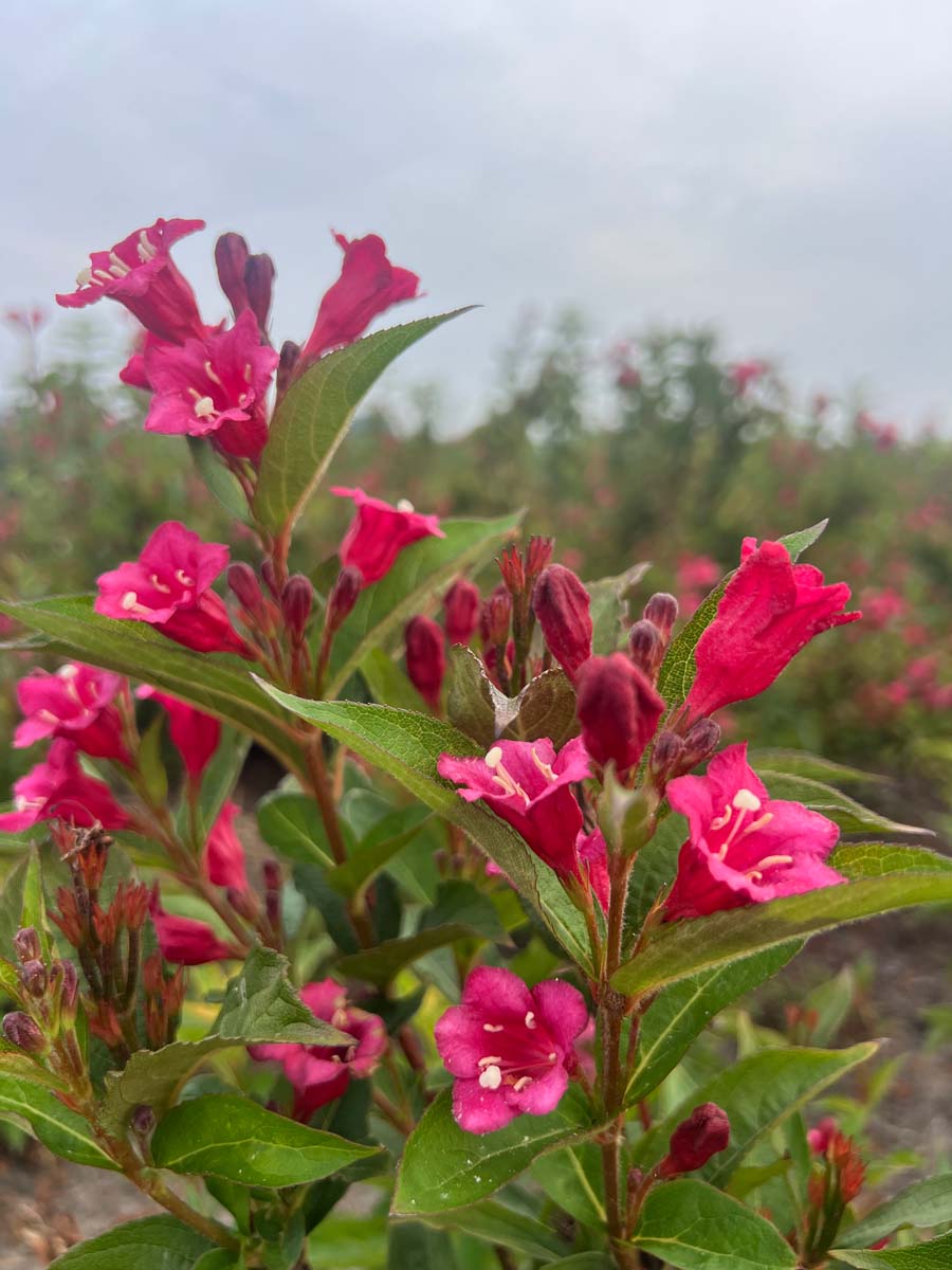 Weigela 'Eva Rathke' meerstammig / struik bloem