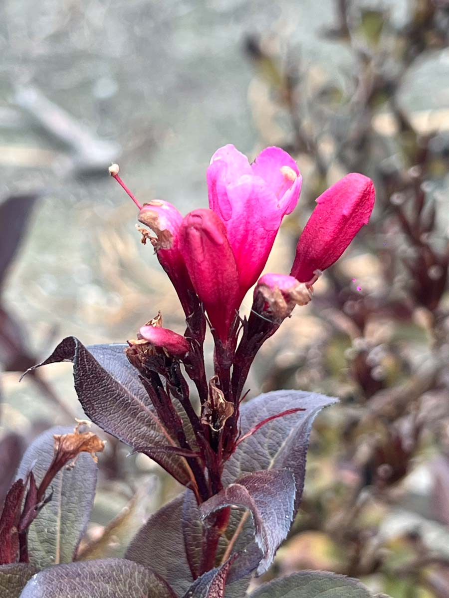 Weigela florida 'Alexandra' haagplant bloem