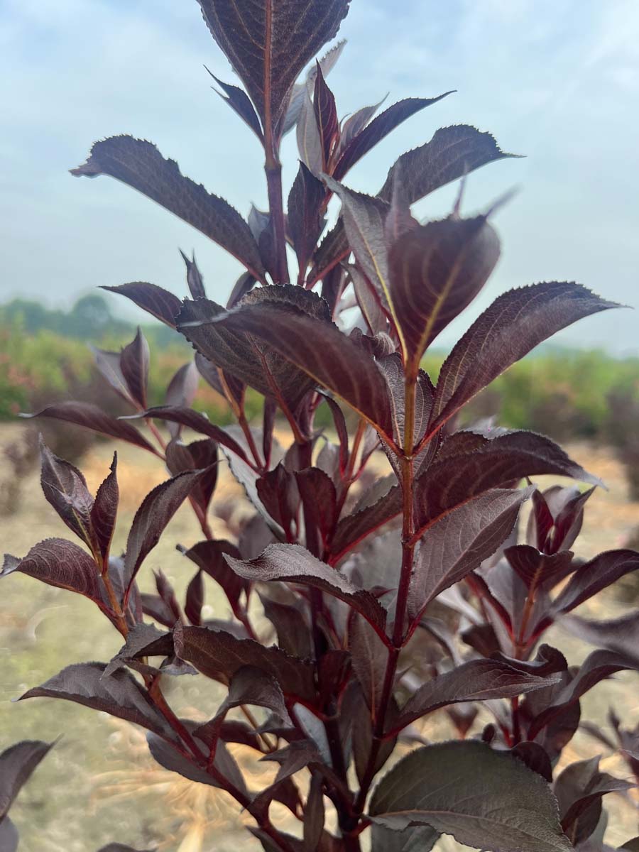 Weigela florida 'Alexandra' op stam blad