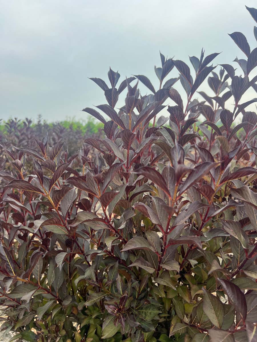 Weigela florida 'Alexandra' haagplant blad