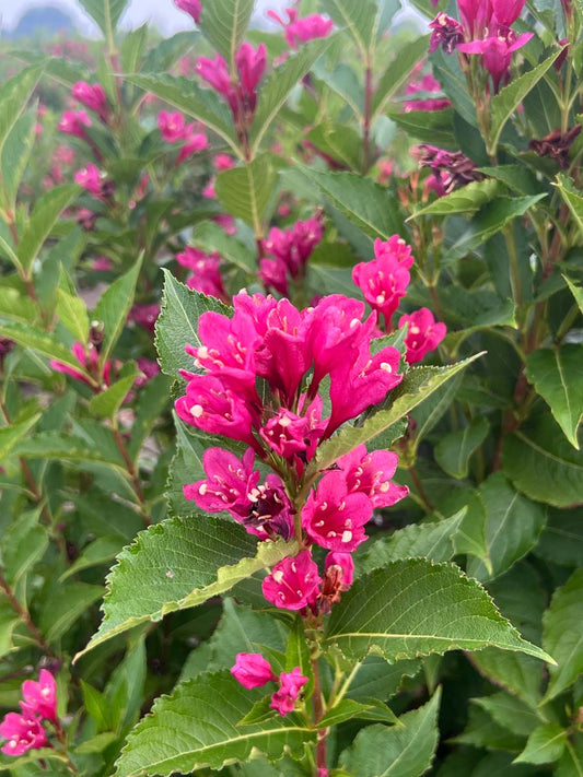 Weigela 'JS4' Tuinplanten bloem