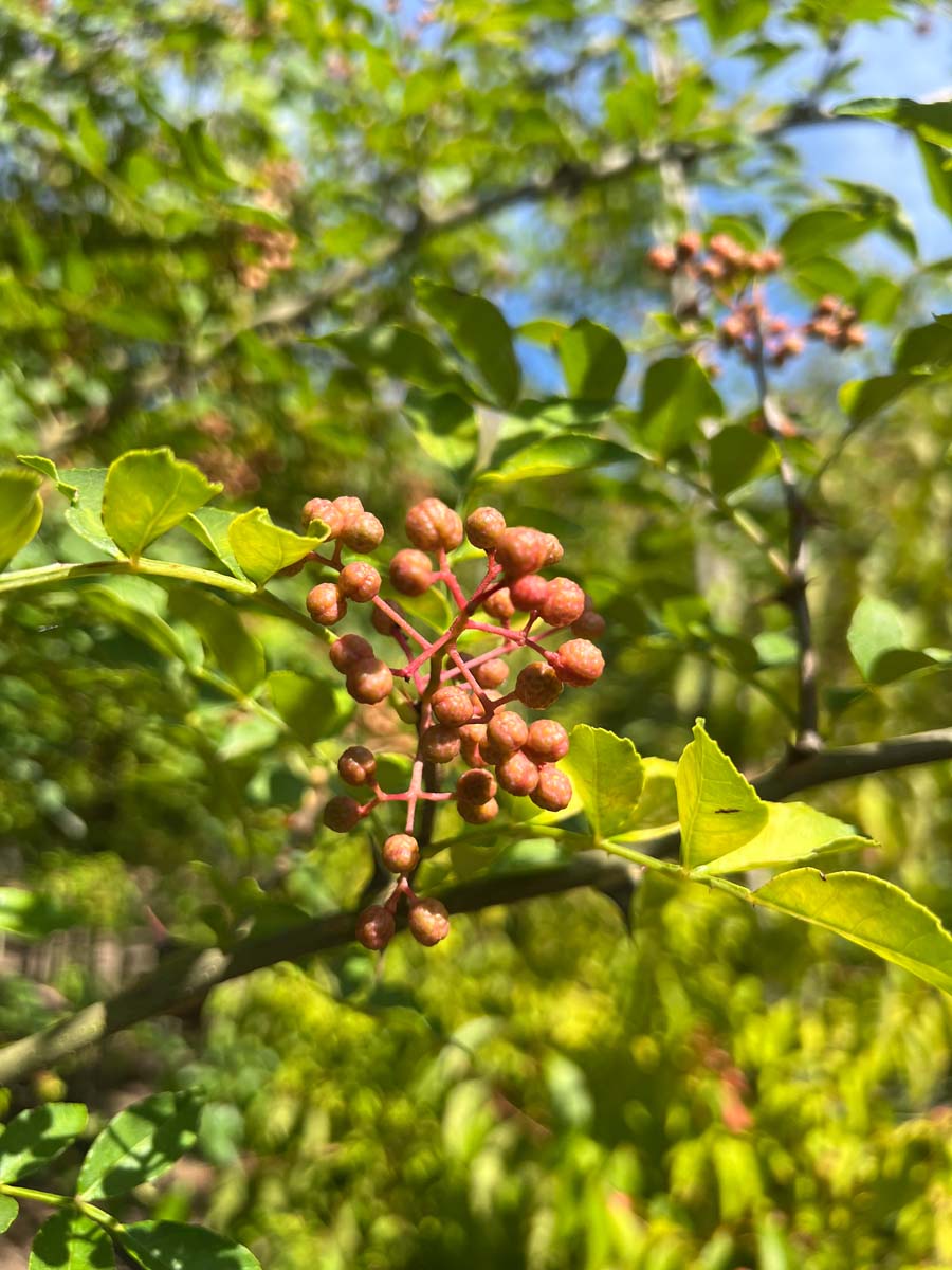 Zanthoxylum simulans op stam vrucht