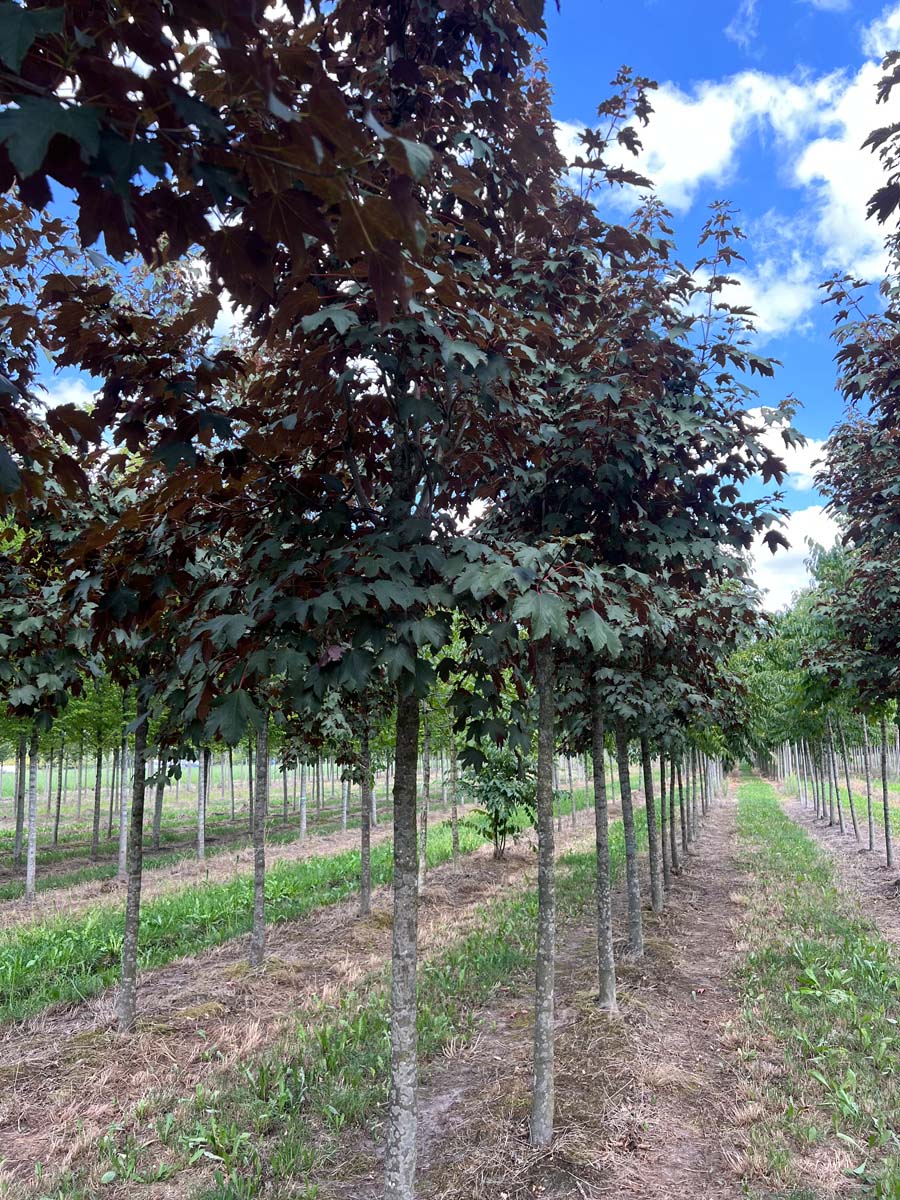 Acer pseudoplatanus 'Atropurpureum' op stam op stam