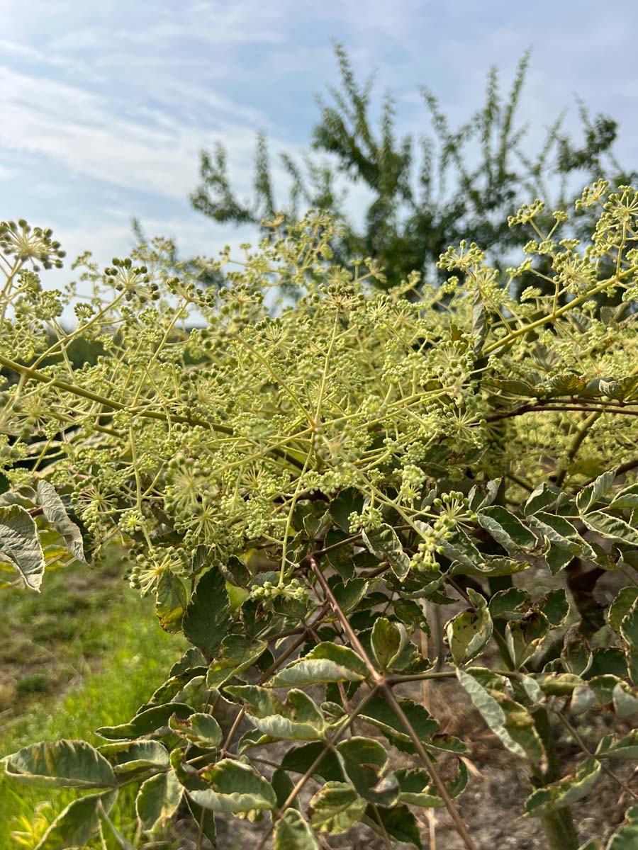 Aralia elata 'Variegata' bloem