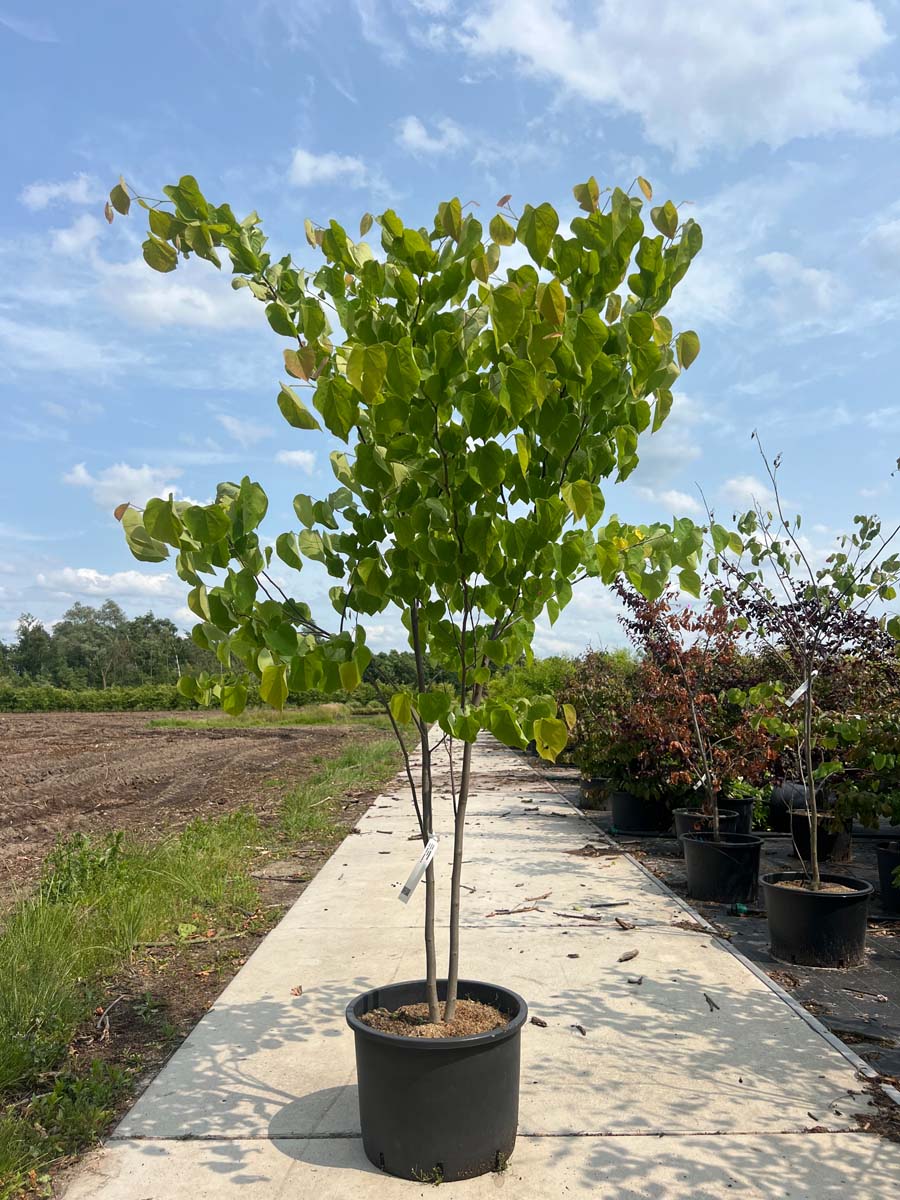 Cercis canadensis Tuinplanten tuinplanten
