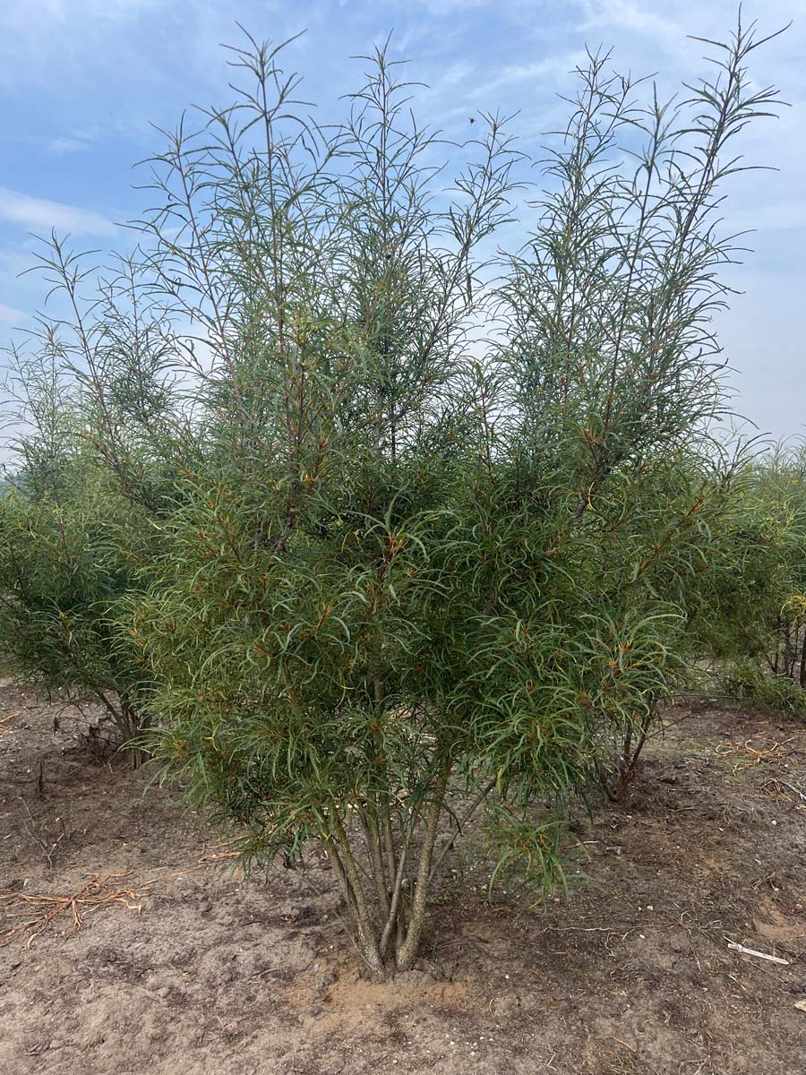 Frangula alnus 'Aspleniifolia' meerstammig / struik struik