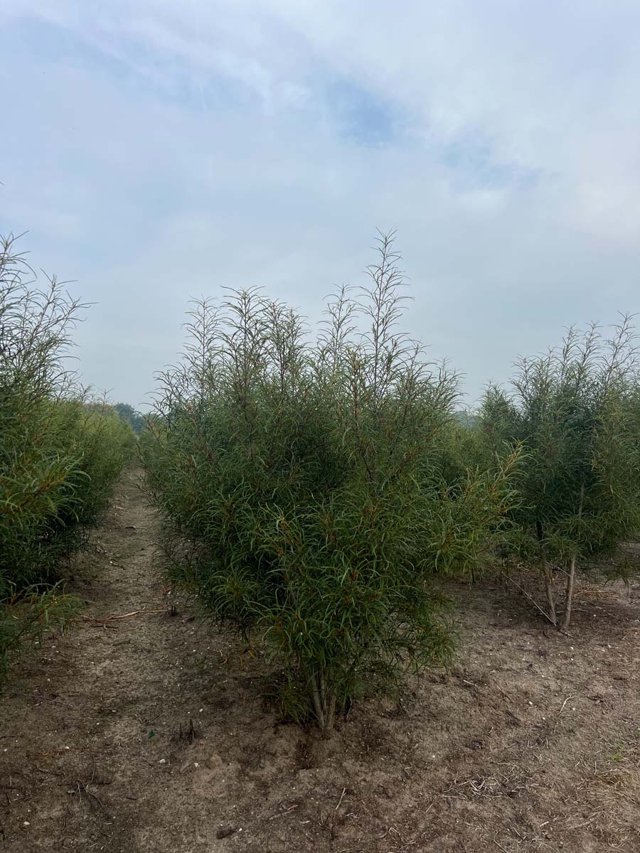Frangula alnus 'Aspleniifolia' meerstammig / struik struik