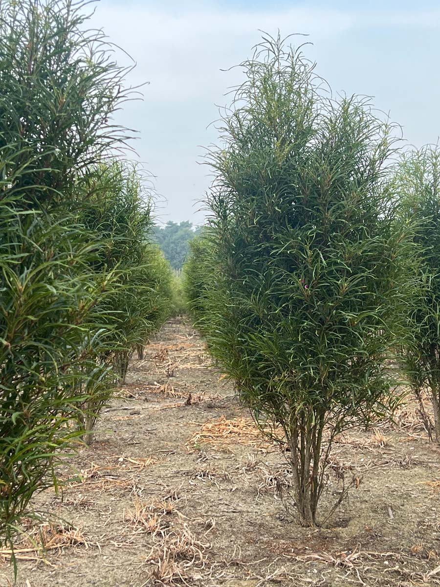 Frangula alnus 'Ron Williams' meerstammig / struik struik