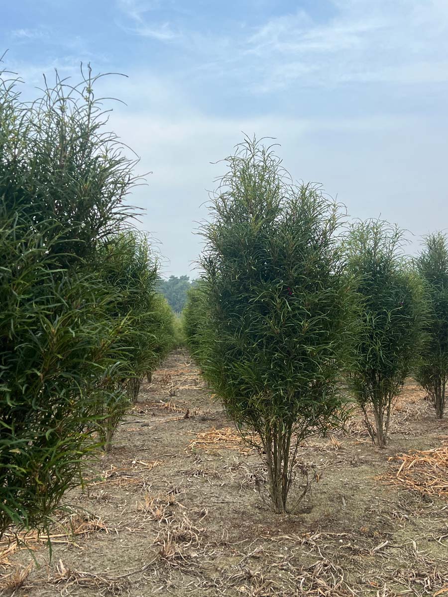 Frangula alnus 'Ron Williams' meerstammig / struik struik