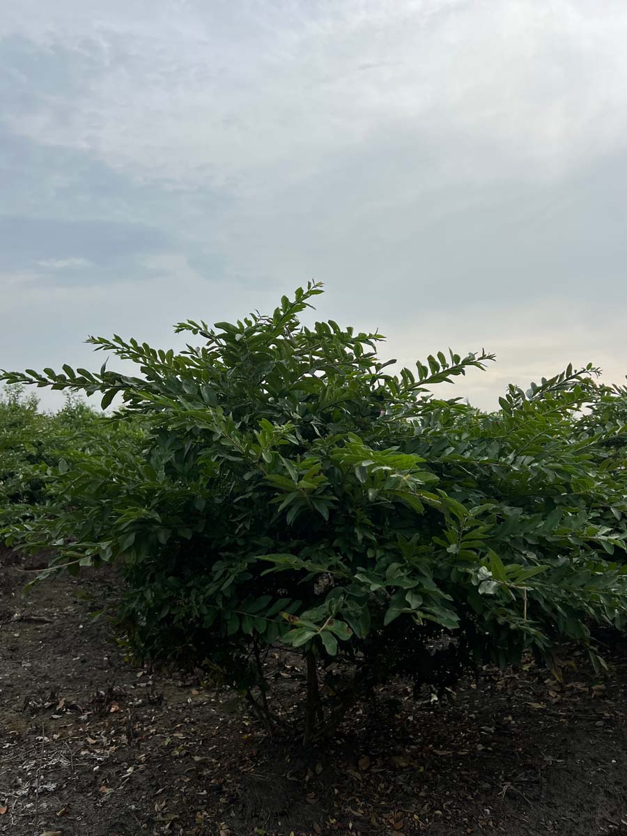 Ligustrum obtusifolium regelianum meerstammig / struik struik