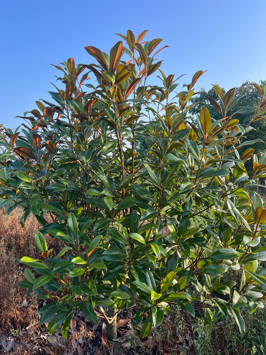 Magnolia grandiflora 'Galissonnière' meerstammig / struik meerstammig