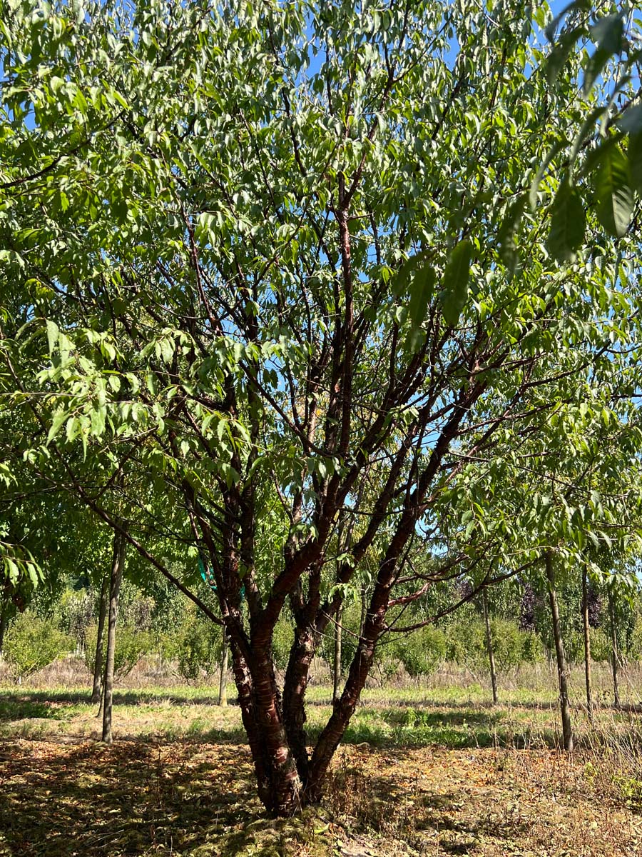 Prunus serrula meerstammig / struik meerstammig