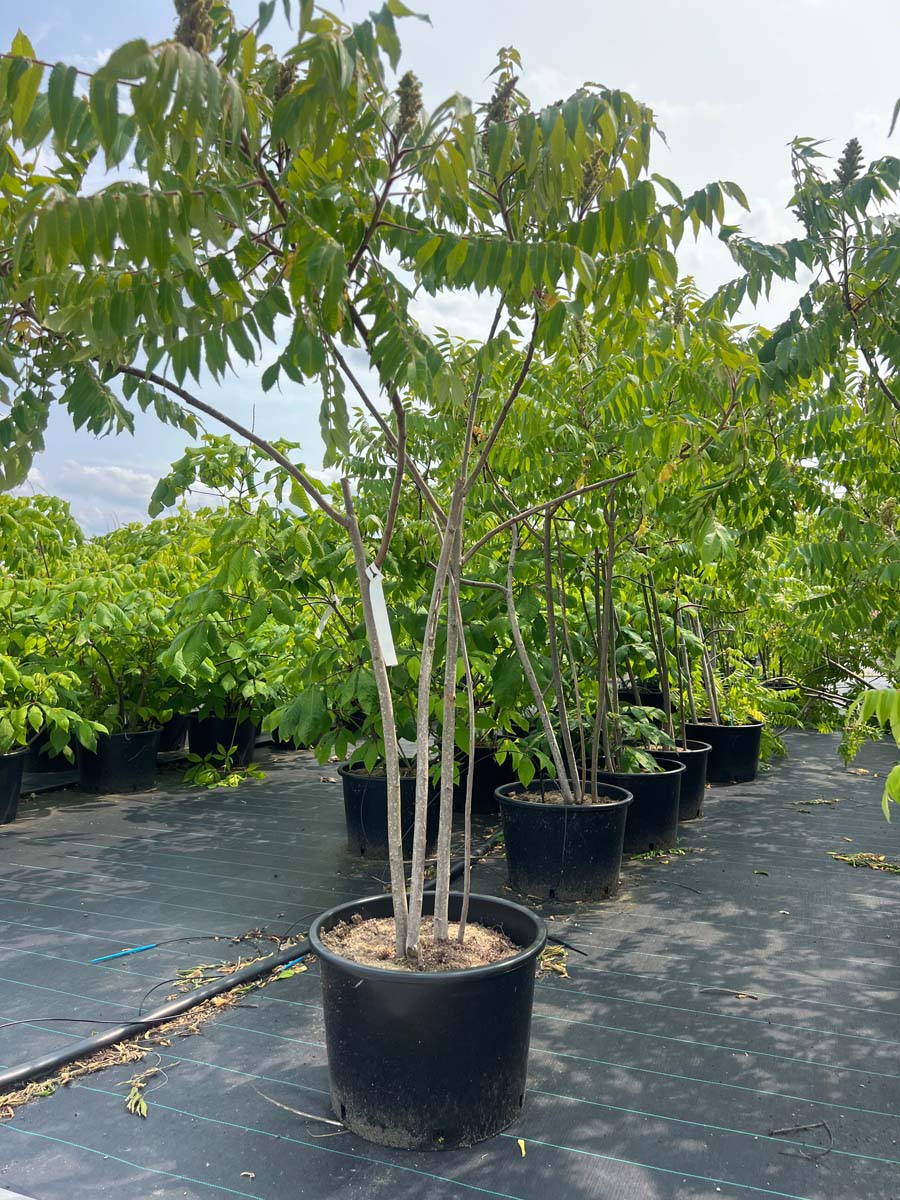 Rhus typhina Tuinplanten tuinplanten