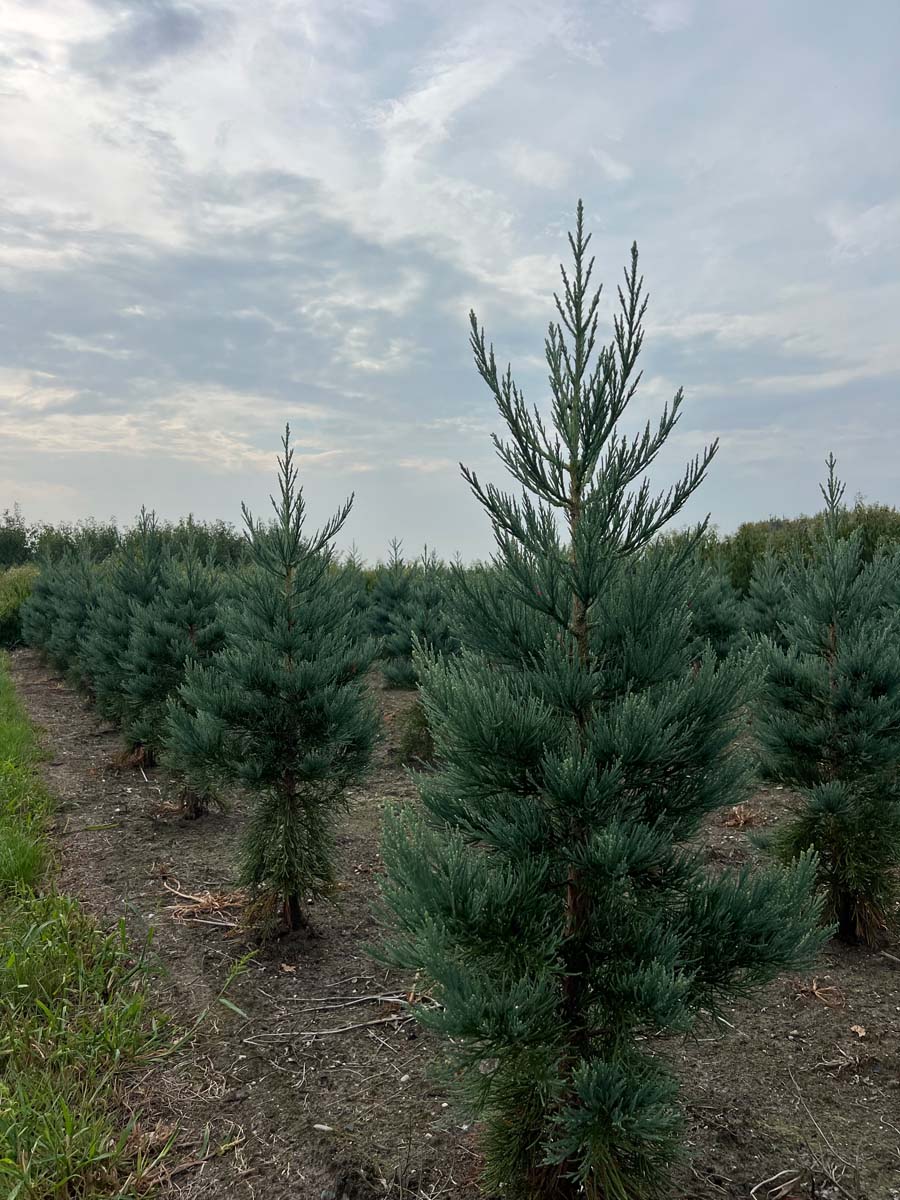 Sequoiadendron giganteum 'Glaucum' solitair solitair