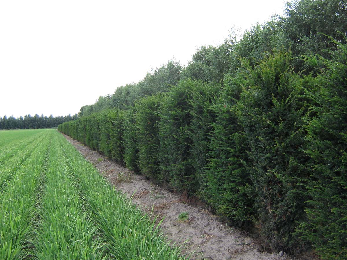 Taxus baccata Heckenpflanze