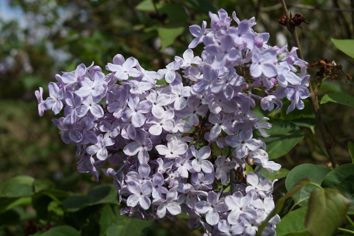 Syringa vulgaris 'Excellent' meerstammig / struik bloem