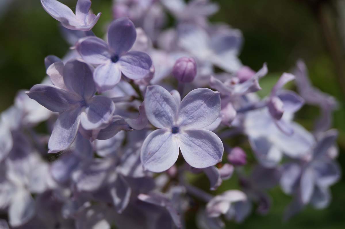 Syringa vulgaris 'Excellent' meerstammig / struik bloem