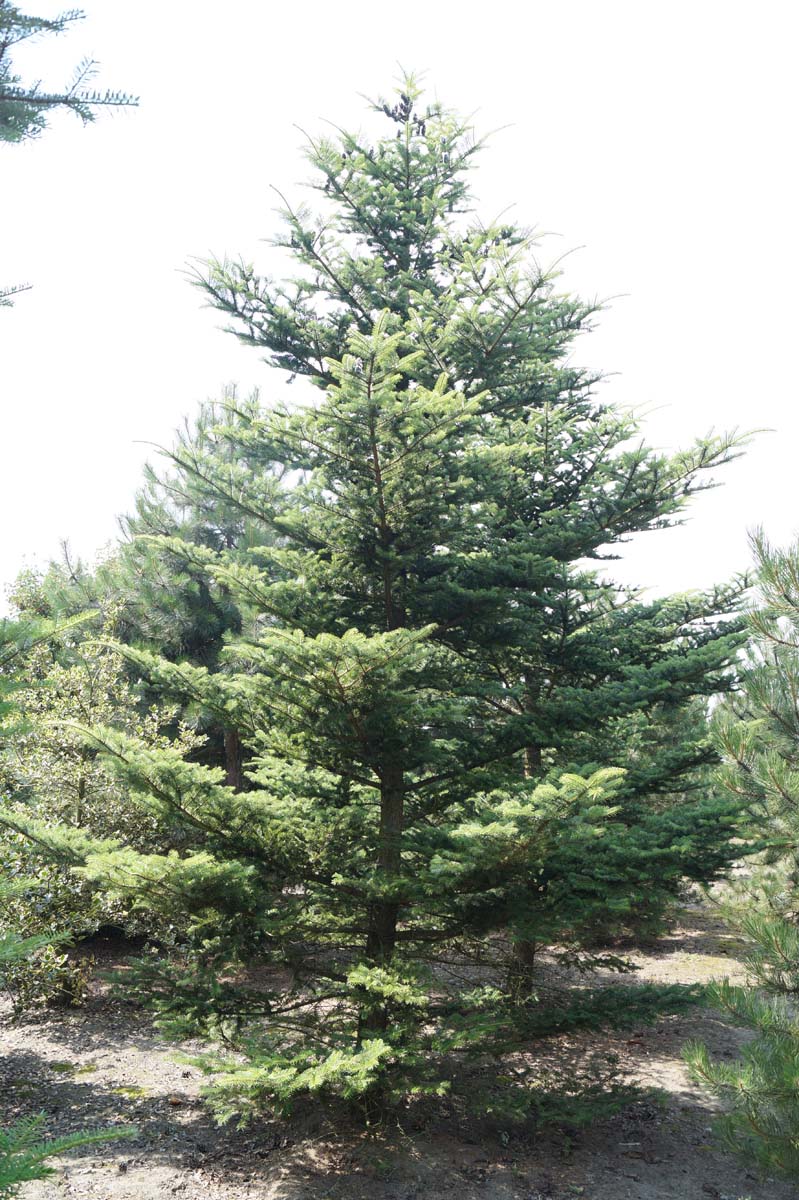 Abies homolepis solitair solitair