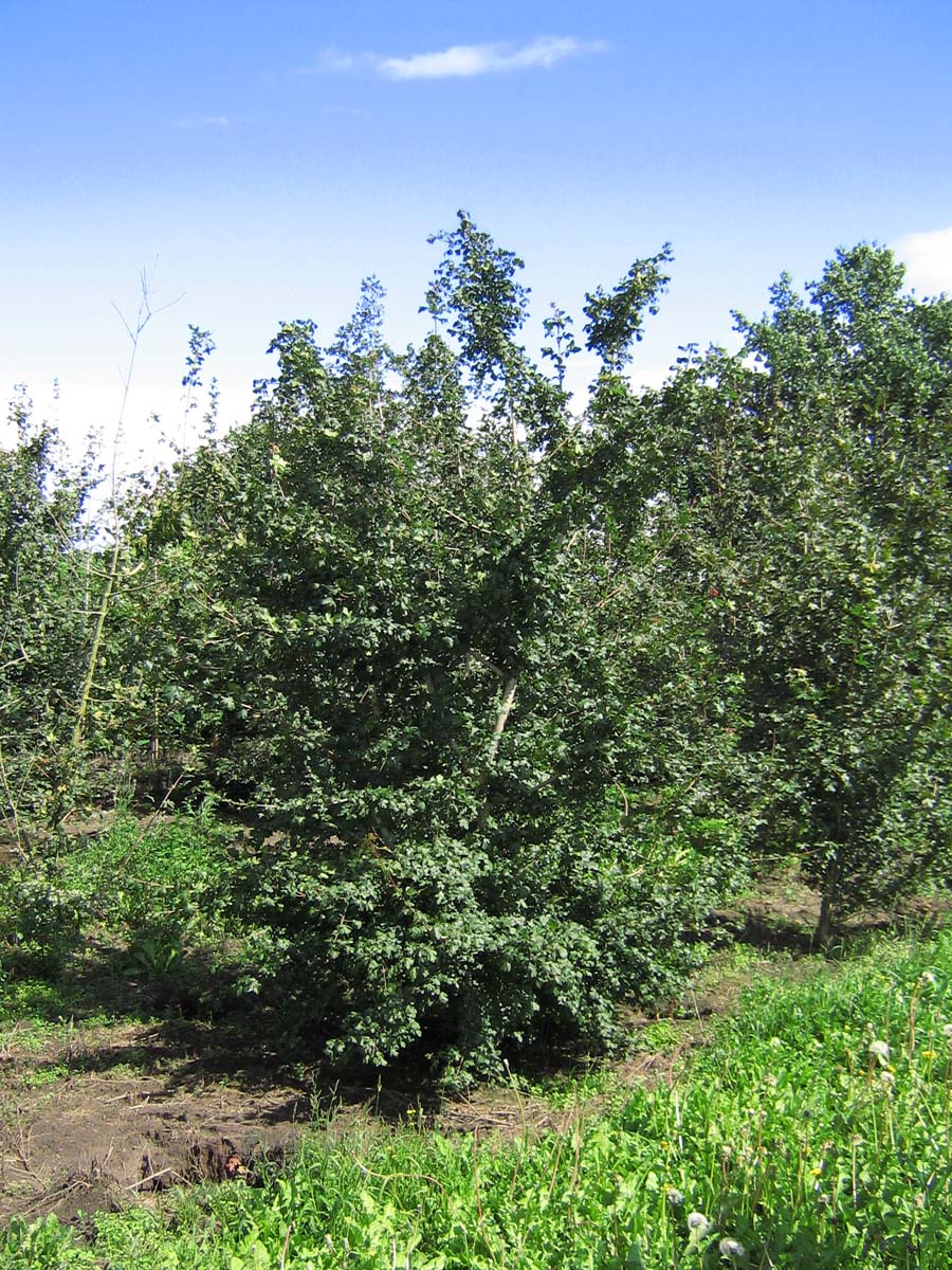 Acer campestre 'Elsrijk' meerstammig / struik meerstammig