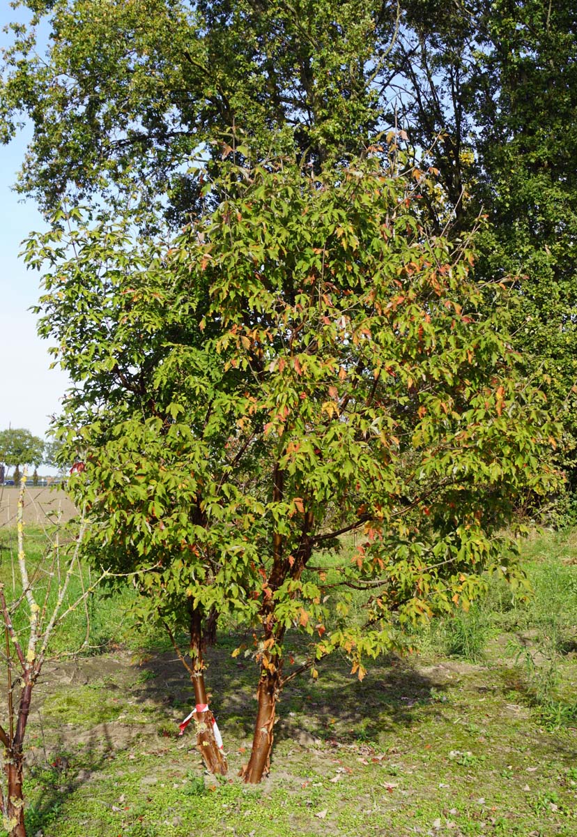 Acer griseum meerstammig / struik meerstammig