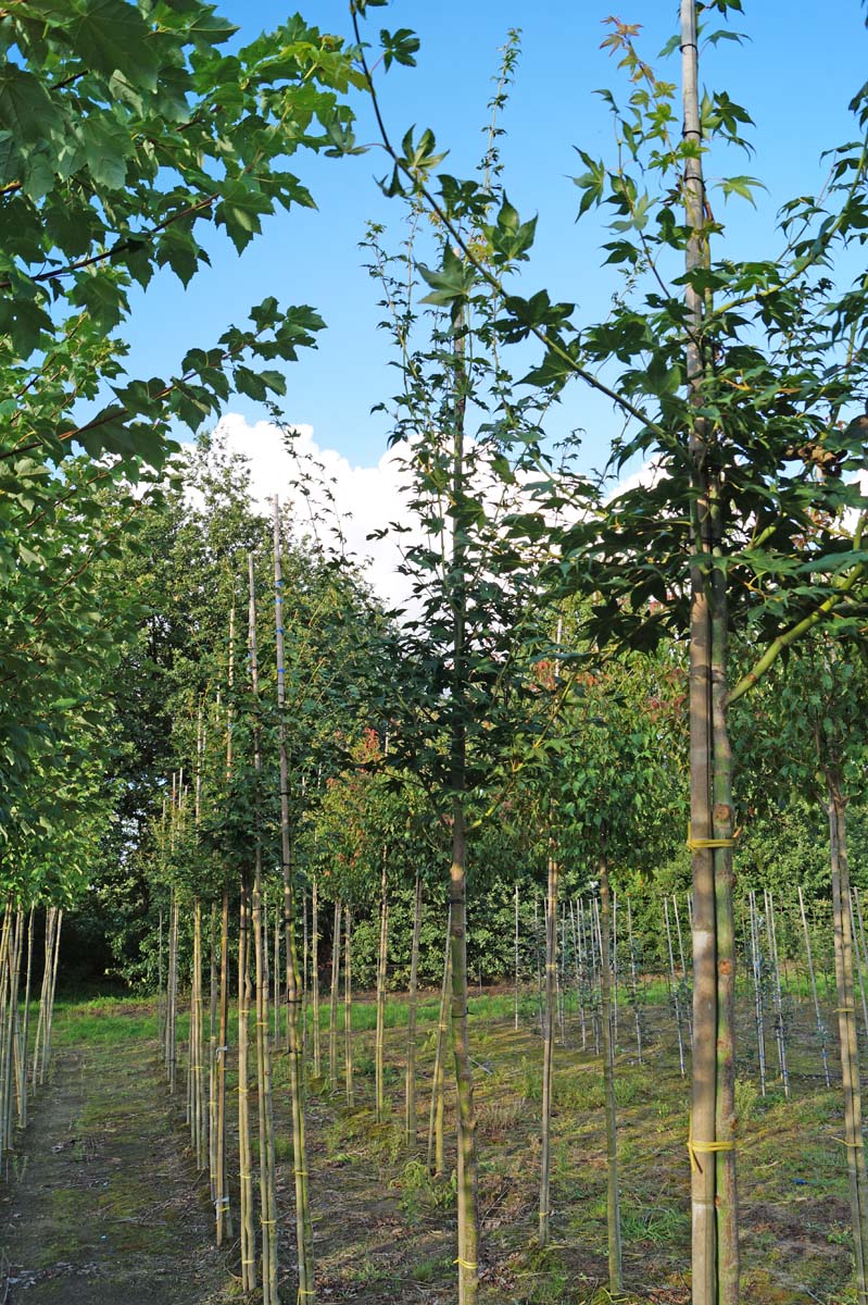 Acer palmatum op stam op stam